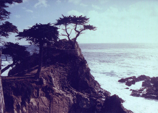 The Lone Cypress